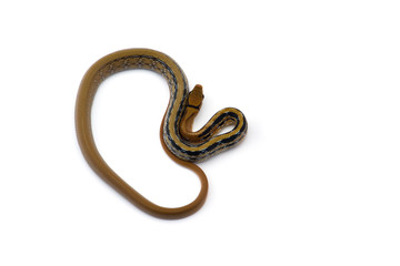 Obraz premium Copper-headed Trinket snake isolated on white background