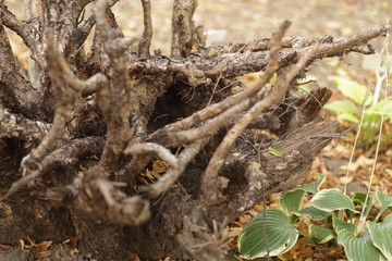 tree roots