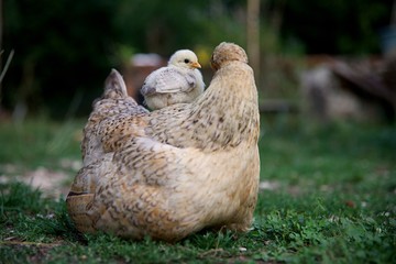 Poule et son poussin sur le dos - drôle volaille