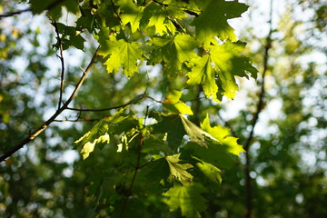 green maple leaves on the tree with sunlight in autumn forest.