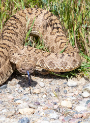 Western Rattlesnake