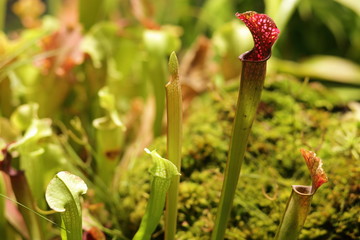flower in the garden