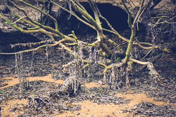 Fronds of seaweed hanging from tree branches and low tide