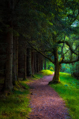 Naklejka premium Beautiful Morning forest, Pathway through the beautiful forest