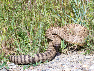Western Rattlesnake