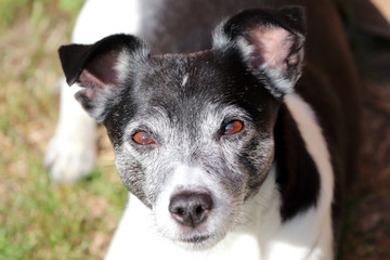 Un Jack Russell te regarde