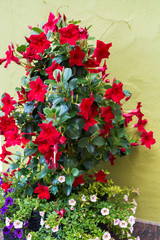 Red  Mandevilla, Rocktrumpet Flowers in a Stone Pot on the Street