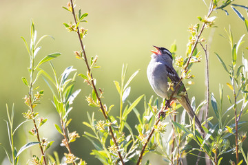 White Crowned Sparrow 2