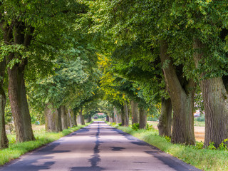 Tree lined country road