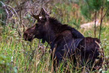 Young Bull Moose