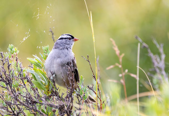 White Crowned Sparrow