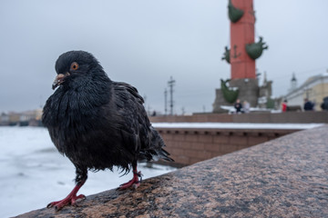 pigeon in front of a wall