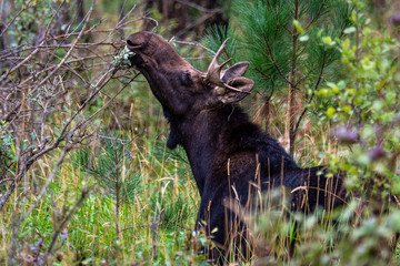 Young Bull Moose