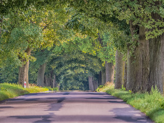 Obraz premium Tree lined country road