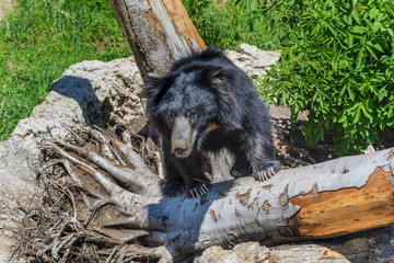Black bear in a zoo 