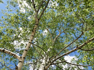 Fototapeta premium Treetop Birch on a Blue Sky Background.Green Spring Tree 