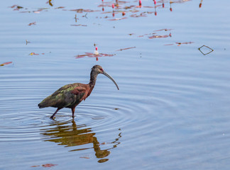 White Faced Ibis