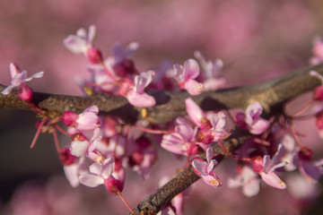 pink flowers of a tree