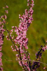 pink flowers of a tree