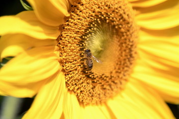 Sonnenblume mit Insekt