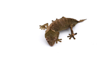 The satanic leaf-tailed gecko isolated on white background