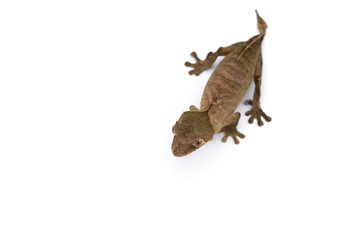 The satanic leaf-tailed gecko isolated on white background
