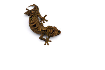 The satanic leaf-tailed gecko isolated on white background