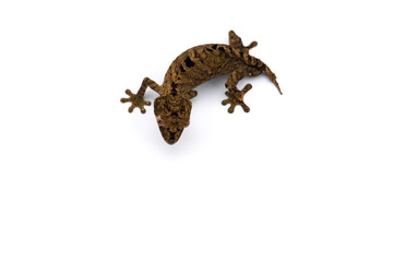 The satanic leaf-tailed gecko isolated on white background