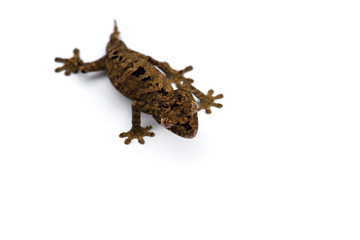 The satanic leaf-tailed gecko isolated on white background