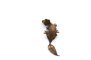 The satanic leaf-tailed gecko isolated on white background
