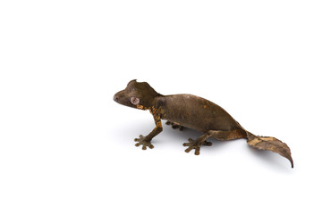 The satanic leaf-tailed gecko isolated on white background
