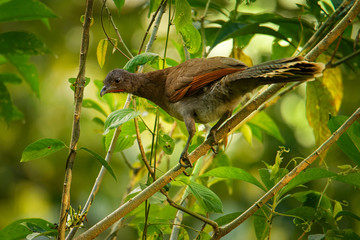 Grey-headed Chachalaca - Ortalis cinereiceps bird of the family Cracidae, related to the Australasian mound builders, breeds in lowlands from Honduras to Colombia