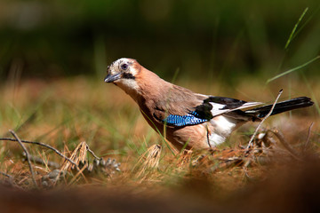 Eurasian jay from Brijuni National Park