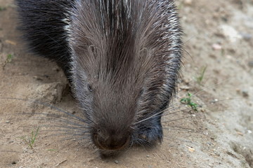 Stachelschwein