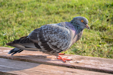 Gray urban pigeon on the wooden bench in the park on a background of green grass.
