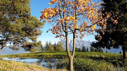 Slow motion of alder leaves with autumn colors, with pond and dolomite Mount Sciliar in the background, Renon Plateau, Alto Adige - South Tyrol, Italy