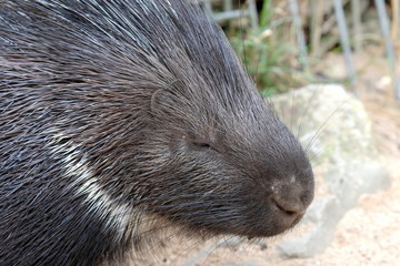 Stachelschwein