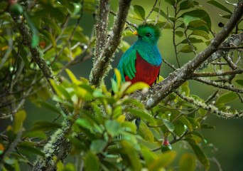 Quetzal - Pharomachrus mocinno male - bird in the trogon family. It is found from Chiapas, Mexico to western Panama. It is well known for its colorful plumage, eating wild avocado