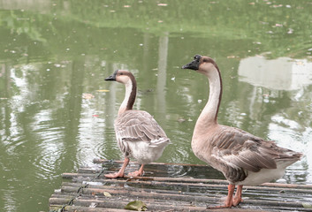 Canadian geese living on floating bamboo pranks at large green pond