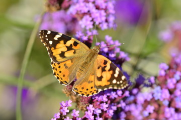 Fototapeta na wymiar Painted Lady butterfly, U.K. Macro image of an insect.