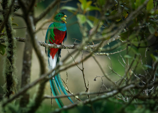 Quetzal - Pharomachrus mocinno male - bird in the trogon family. It is found from Chiapas, Mexico to western Panama. It is well known for its colorful plumage, eating wild avocado