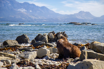 point Kean seal colony, Kaikoura, New Zealand