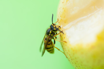 Wasp sucks the juice out of the fruit.Wasp on pear