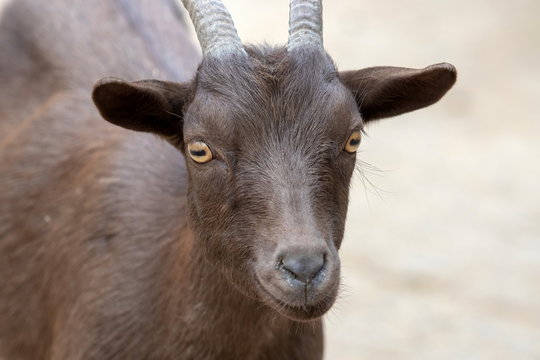 Afrikanische Zwergziege