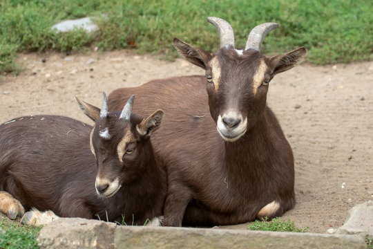 Afrikanische Zwergziege