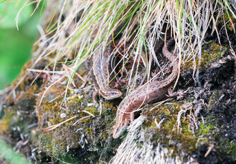 Two viviparous lizards in a thicket on the rocks. Karelia .