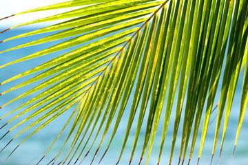 Feuillage structuré