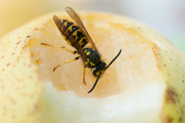Wasp sucks the juice out of the fruit.Wasp on pear