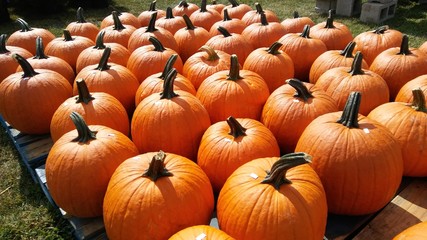 Pumpkins ready for the picking