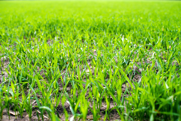 Fototapeta premium Green field with young wheat germ in the sun close-up. Winter wheat crops
